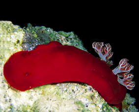  Hexabranchus sanquineus (Spanish Dancer)